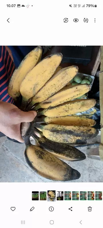 Pisang Gepeng Kidul